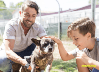 Can I Take Out a Loan for a Dog? Everything You Need to Know